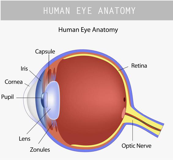 Your eye works in a similar way It has two surfaces that focus an image the - photo 6