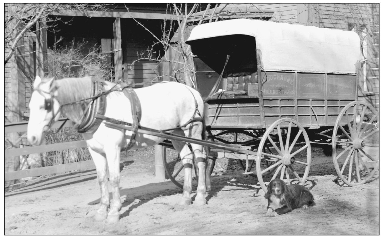 A wagon from Damien Ducharme of Millbury makes a delivery at the Houghton - photo 6