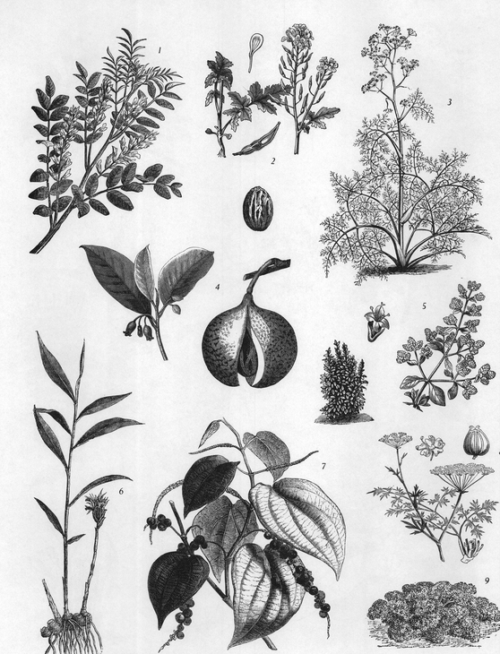 APPENDIX C Medicinal Herbs Narcotic and Psychotropic Plants - photo 57