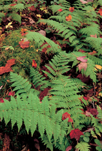 In September and October the forests around northern Lake Michigan put on one - photo 3