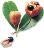 Ackee is an ornamental tree from West Africa that bears a bright red fruit - photo 1