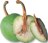 Breadfruit is a large tree fruit with a pebbly green skin and potato-like - photo 4