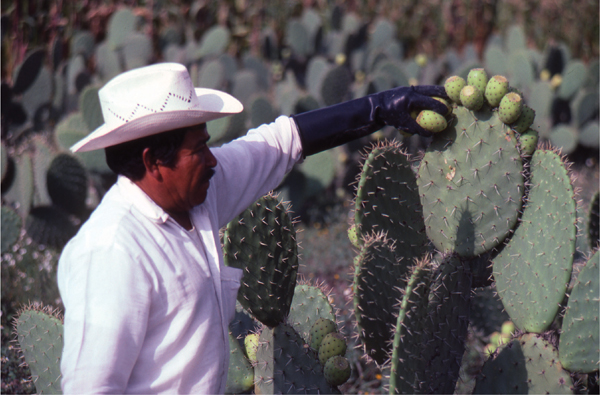 Throughout central Mexico nopales cactus paddles and their fruit which may - photo 16