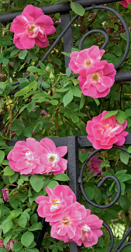 The single most important key to growing good roses is choosing the right rose - photo 3