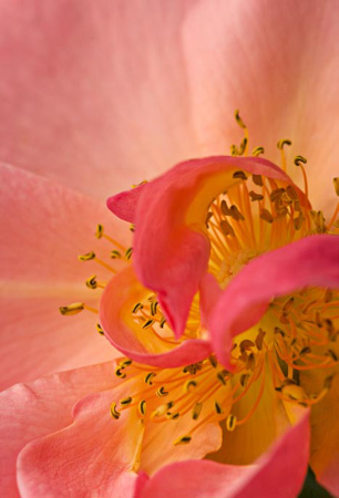 The soft sunlight on the center of this shrub rose presented a What could it - photo 2