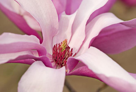 All roads lead to Rome only in this case its the petals of this magnolia - photo 1