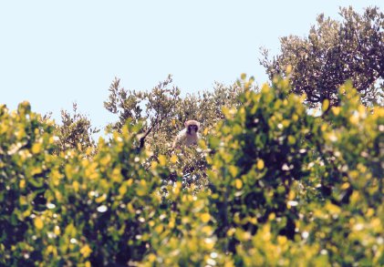 A rhesus monkey watches from the mangroves at Raccoon Key Florida Yes today - photo 4