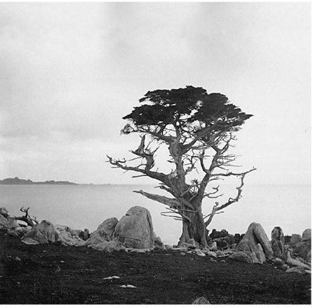 Cypress Point Monterey County the 1860s CALIFORNIA STATE LIBRARY Chronology - photo 6