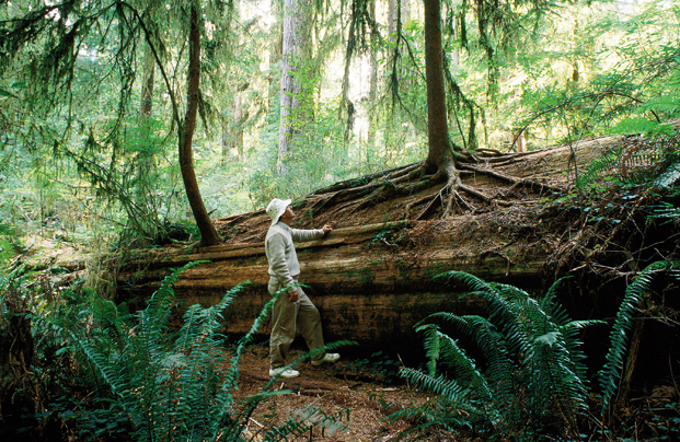 Redwood National Park JOHN ELK IIILONELY PLANET IMAGES Pacific Coast - photo 35