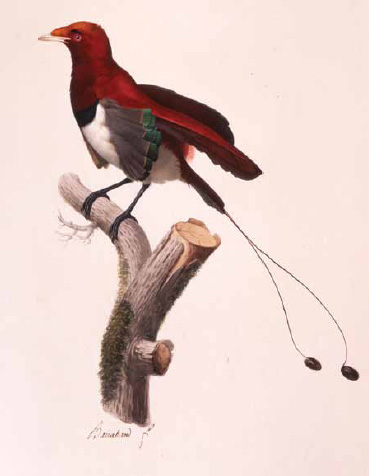 King Bird of Paradise male Jacques Barraband c1802 Watercolour 52 cm x 38 - photo 13