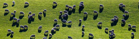 INTRODUCTION TO NEW ZEALAND Kiwis the people not the emblematic flightless - photo 3