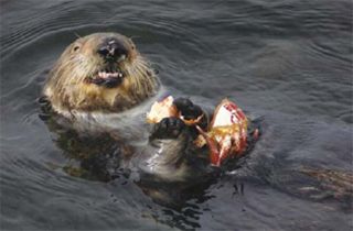 Introduction to the Biology of Marine Life - photo 5