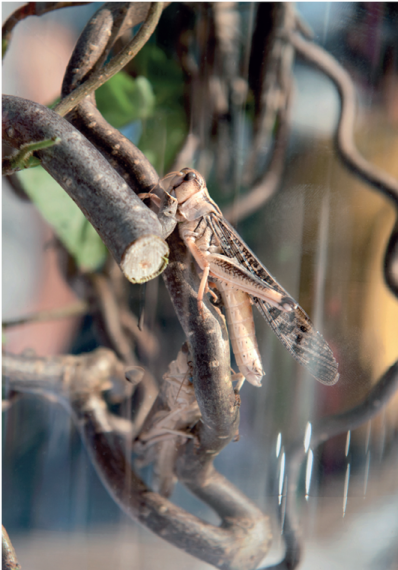 Migratory locust reared in the Netherlands for culinary use Lotte - photo 13