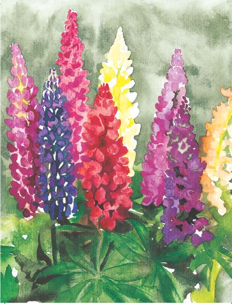 Lupins can be great companionsthey supply other plants with nitratesand - photo 32