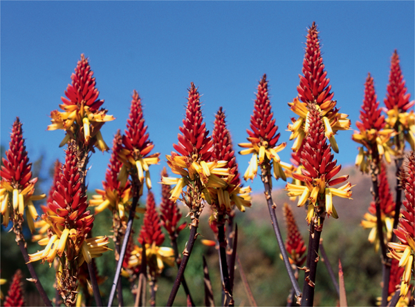 When fully illuminated by bright sunlight the narrowly cone-shaped - photo 4