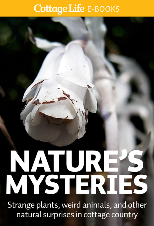 Natures Mysteries Strange plants weird animals and other natural surprises in cottage country - image 1