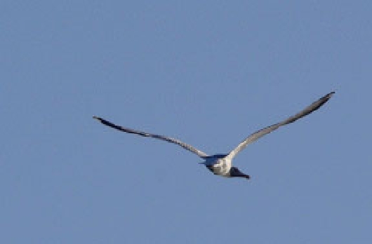 Though its hard to see the bird in detail because of the angle of the photo - photo 4