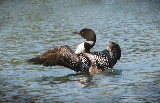 At first this photo had us stumpedwed never seen a loon with markings like - photo 5