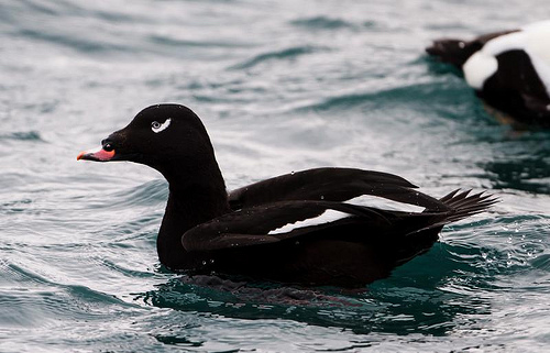 Credit mar Runlfsson To be sure your visitors are scoters and not loons look - photo 3