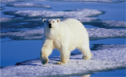 POLAR BEARS POLAR BEARS A Complete Guide to Their Biology and Behavior - photo 1