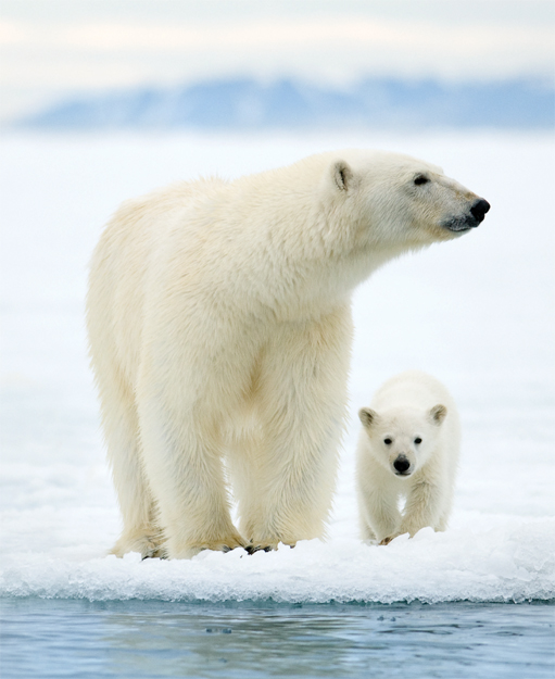 Polar Bears A Complete Guide to Their Biology and Behavior - image 2