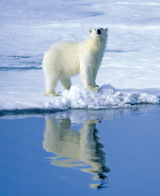 Fresh from a swim this young adult female surveys her surroundings as they - photo 5