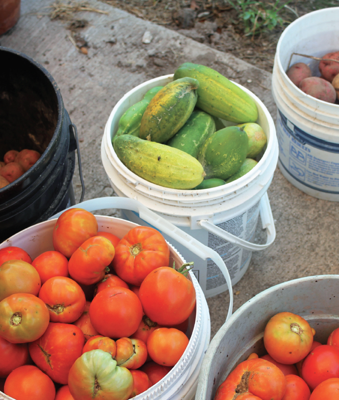 Growing your own food offers many benefits including a reduced use of our - photo 6