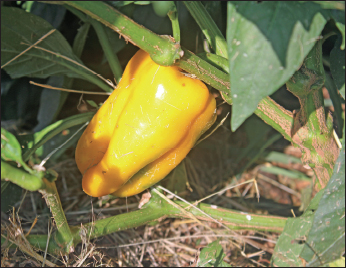 Homegrown fruits and vegetables are just plain good for you May 2 pt spinach - photo 9