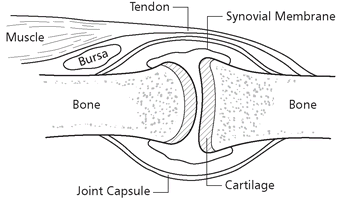 Where arthritis attacks 1 Cartilage The end of each bone is covered with - photo 3