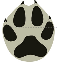 DogWolf tracks Domestic dogWolf See p Wolf Front foot L 911 cm W 810 - photo 14