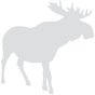 Moose - image 3