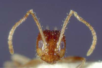 Frontal view of worker ant Paratrechina sp showing the antennal kink - photo 5