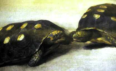 Albert van der Eeckhout Two Brazilian Tortoises c 1640 Fittest not - photo 4