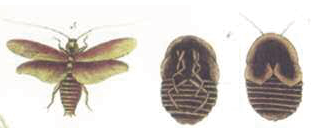 Two types of cockroach from the first major work of American natural history - photo 4