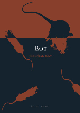 Jonathan Burt Rat