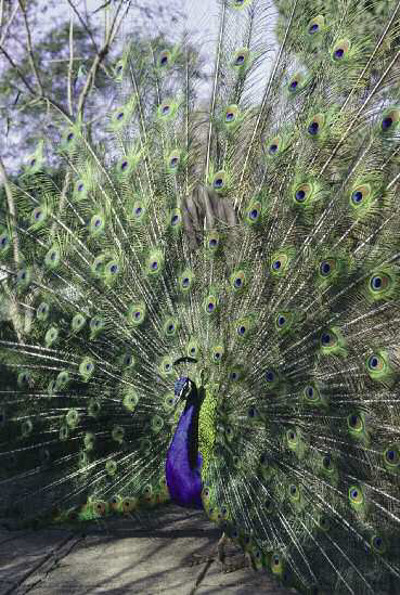 A male blue peacock displaying Introduction Across the world the blue or - photo 4