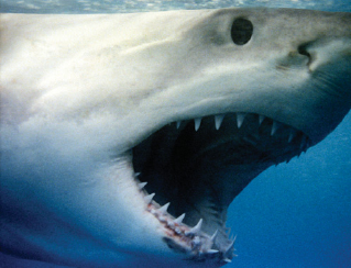 The iconic Great White shark Carcharodon carcharias South Australia - photo 5