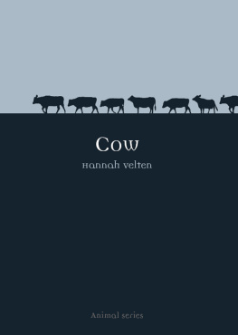 Hannah Velten - Cow