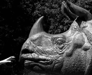 The authors close encounter with a rhino sculpture Confronting a - photo 6