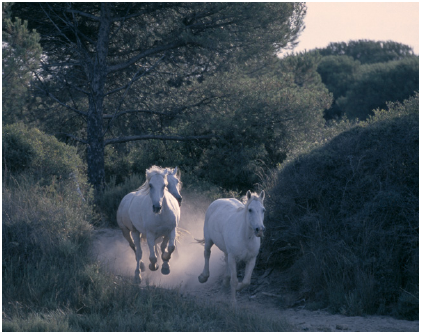 Introduction Once I am in the saddle I never willingly dismount for whether - photo 4