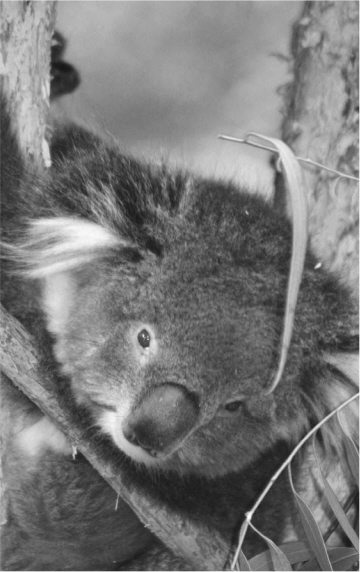 The koala one of Australias great icons Numerous people have provided - photo 4