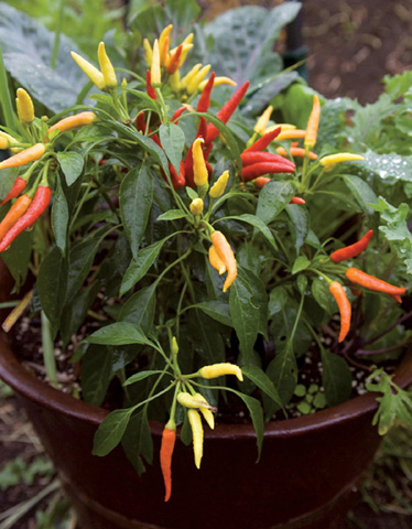 The Vegetable Gardeners Container BIBLE How to Grow a Bounty of Food in Pots - photo 1