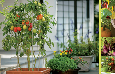 INTRODUCTION A VEGETABLE GARDEN IN POTS Almost all the vegetable - photo 5