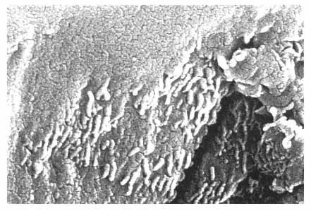 Fig 11 These microscopic structures found in a Martian meteorite have been - photo 3