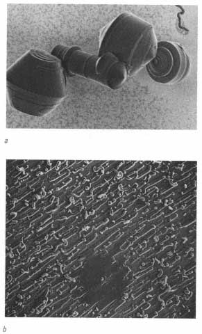 Fig 13 a Are these complex patterned mineral structures the shells or - photo 5