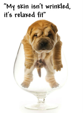 Just a note about portion sizes Our doggie drink recipes have been created - photo 6