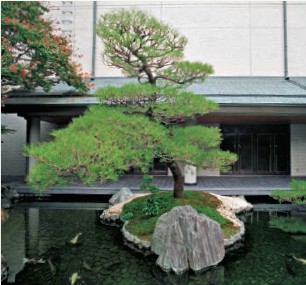 A beautifully shaped pine tree growing on an island of moss is balanced with a - photo 4