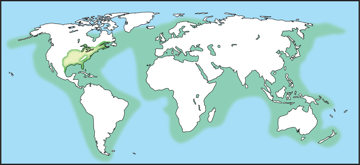 Global Range In saltwater members of the herring family range throughout - photo 3