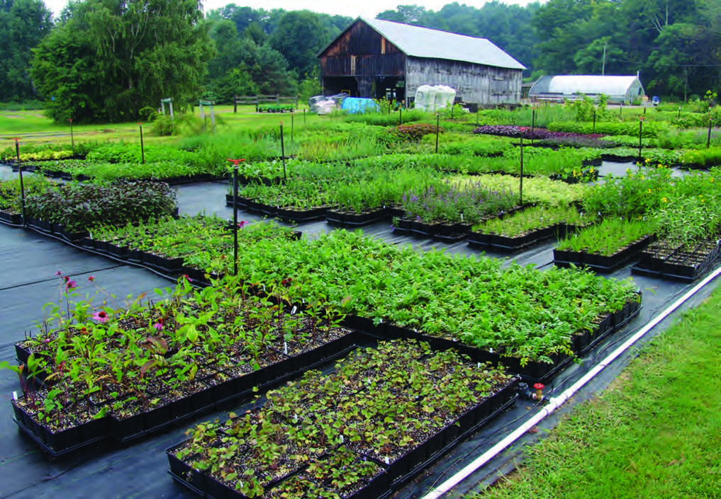 Open seasonally the New England Wildflower Societys Nasami Farm and Sanctuary - photo 4