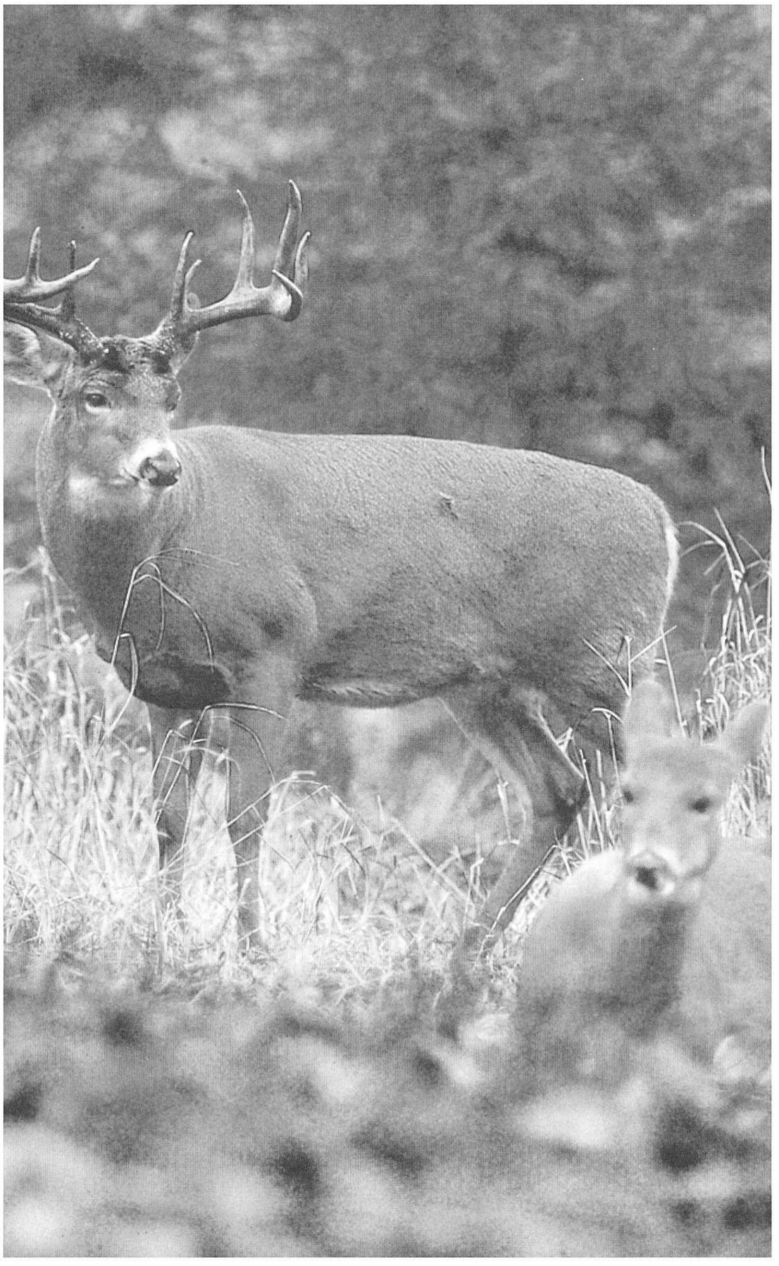 CHAPTER ONE HERD DYNAMICS AND MOVEMENT To kill a deer you must know the - photo 3